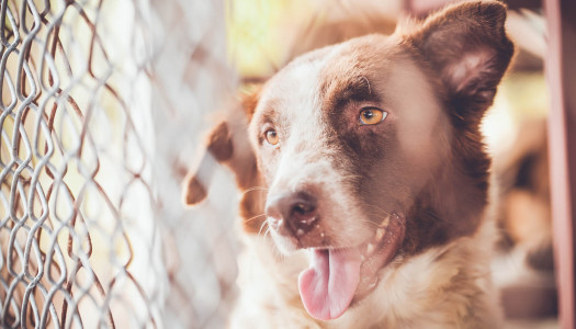 Il canile come opportunità