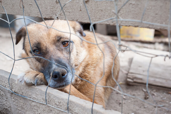 come erano i primi canili