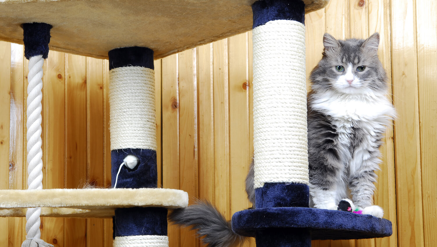 Casa a misura di gatto