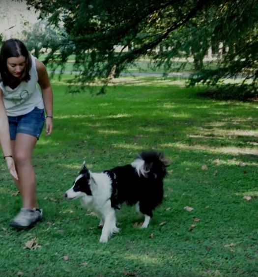 educare il cane: il luring