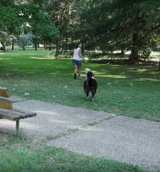 educare il cane: il richiamo