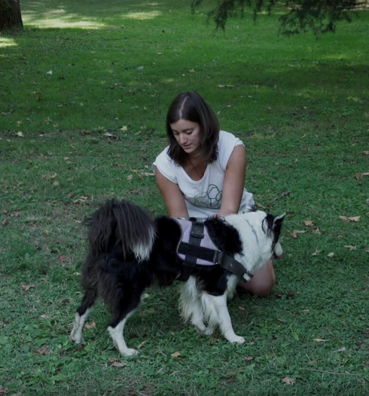 educare il cane: la pettorina