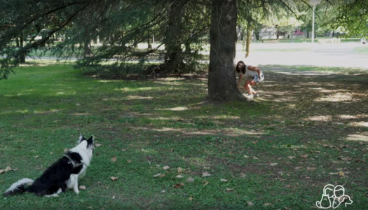 La ricerca di un oggetto