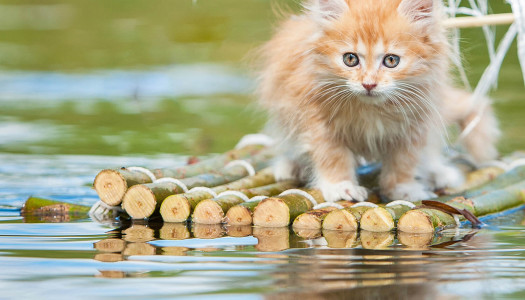 L’acqua piace ai gatti, oppure no?