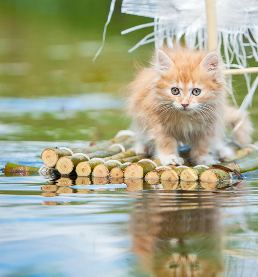 gatti e acqua