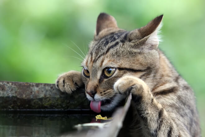 gatto beve acqua piovana