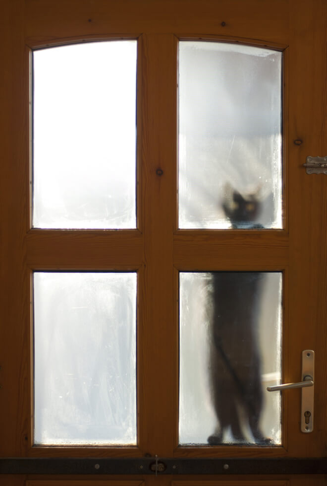 gatto dietro la porta
