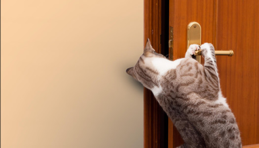 Perché i gatti odiano le porte chiuse?