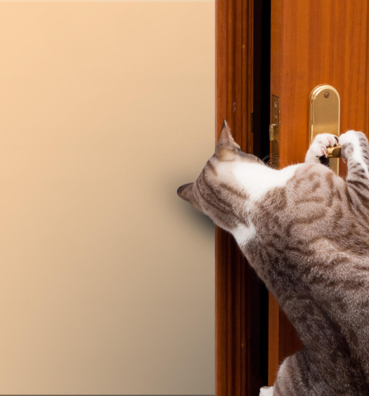 gatto e porte chiuse