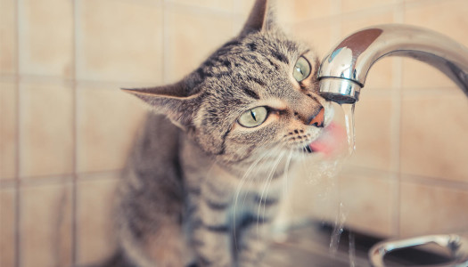 Rubinetto, mon amour!