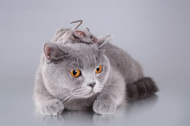 gatto e topo