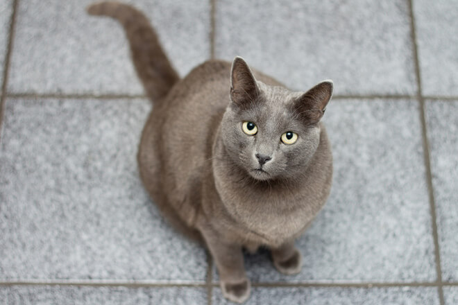 gatto guarda il suo padrone