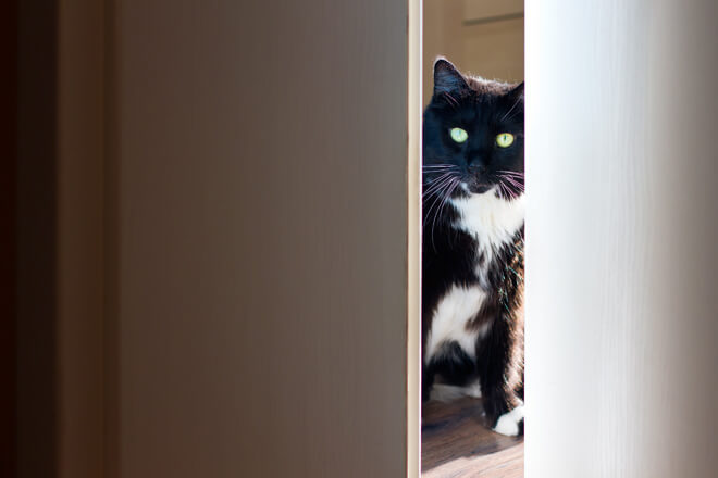 gatto scruta da dietro la porta