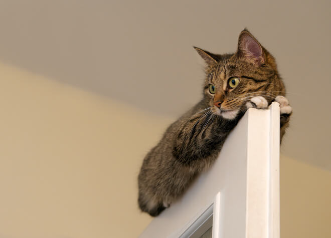 Gatto sopra la porta