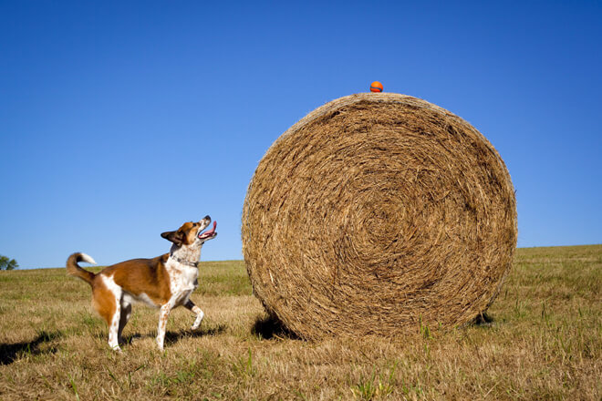 Cane cerca di prendere la pallina