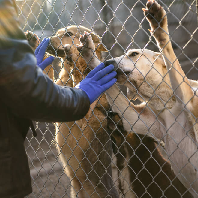 indice di adottabilità del cane