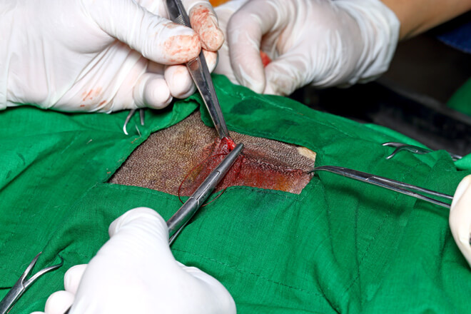 operazione del cane femmina sterilizzazione