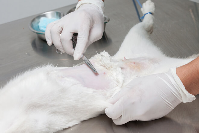 operazione di sterilizzazione