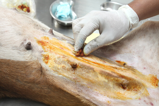 operazione di sterilizzazione