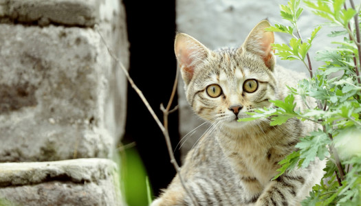 I parassiti intestinali del gatto più frequenti