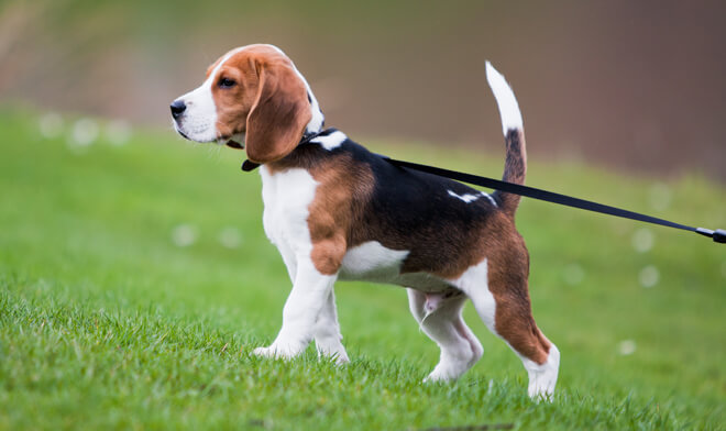 passeggiare con il cane perché è importante