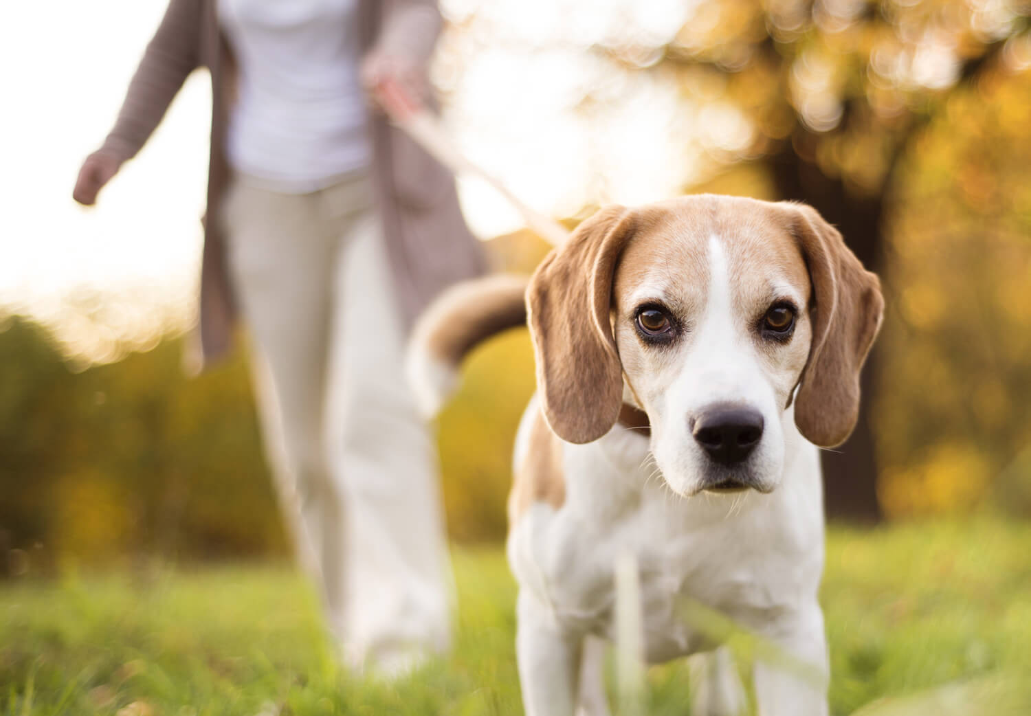 passeggiare con il cane