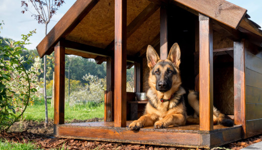 5 consigli per lasciare con tranquillità il vostro amico in una pensione per cani