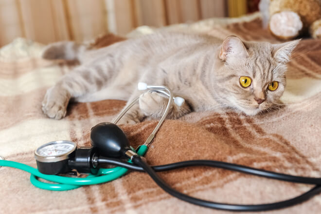 sterilizzazione della gatta