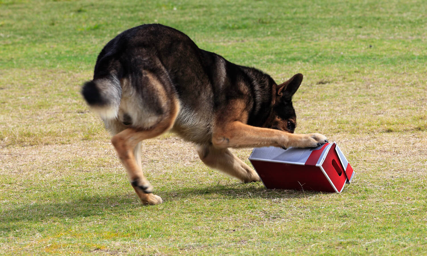 Problem Solving: giochi per cani