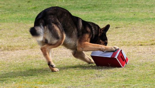 Problem solving e cani: imparare, giocando