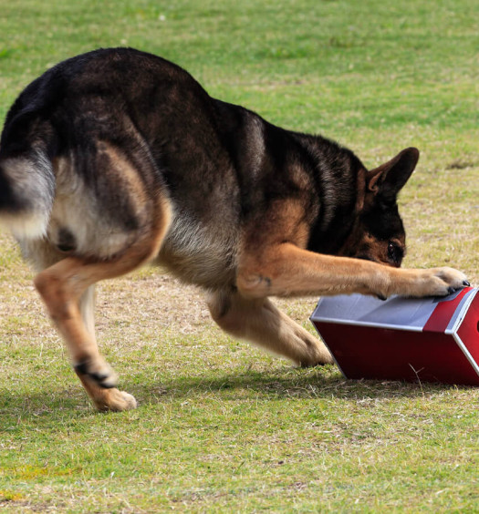 Problem Solving: giochi per cani