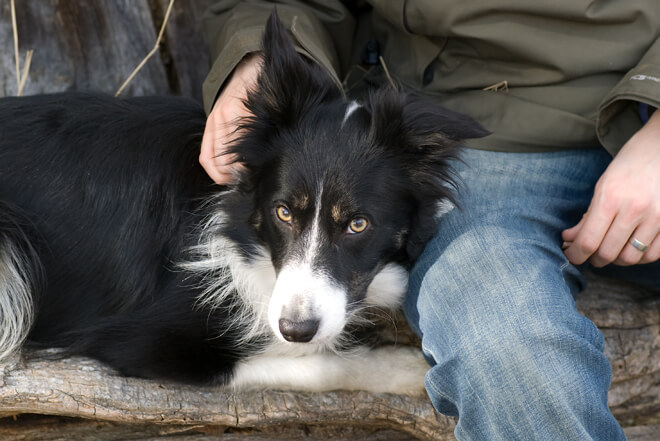 border collie relazione umano