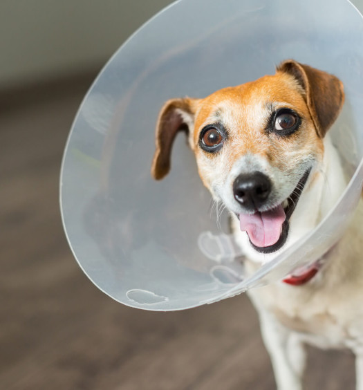 sterilizzazione del cane