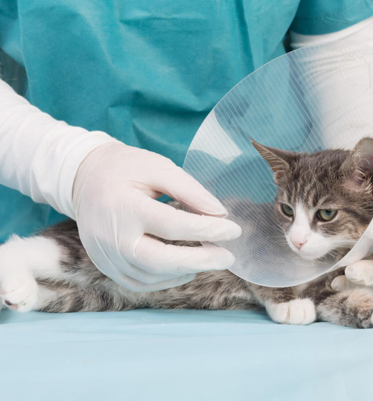 sterilizzazione gatto