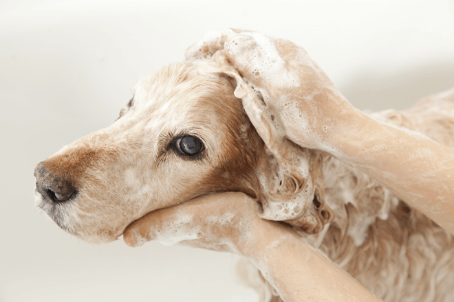 toelettatura-cane-lavaggio