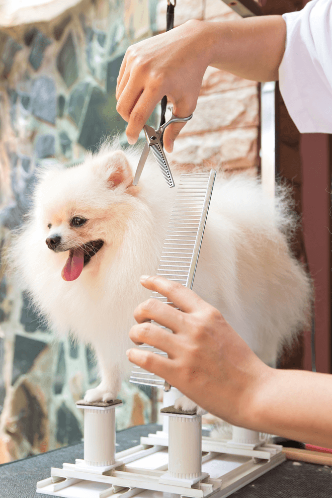 toelettatura-cani-spazzolatura-e-taglio