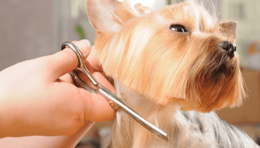 Toelettatura: come convincere un cane a farsi bello