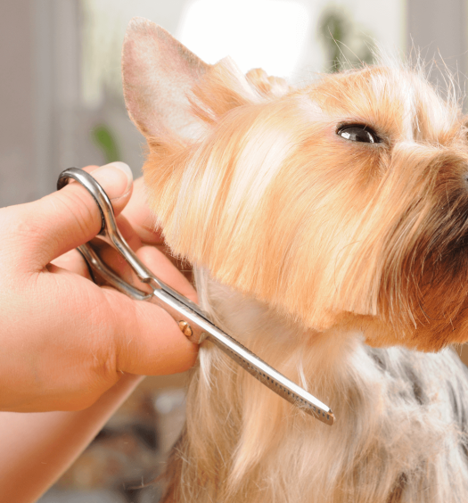 toelettatura educare un cane a farsi bello