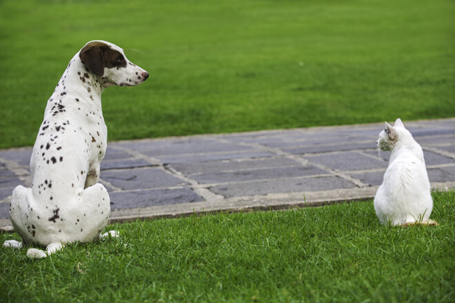 cane e gatto