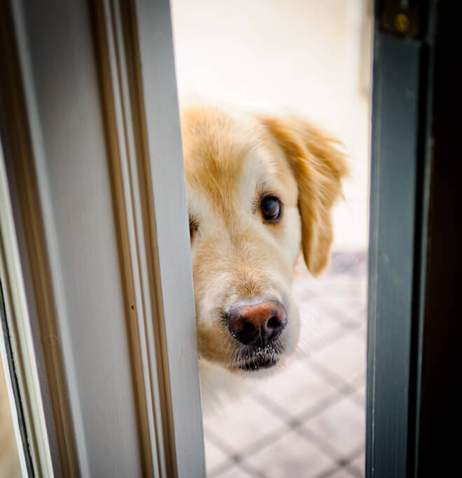 comunicazione del cane