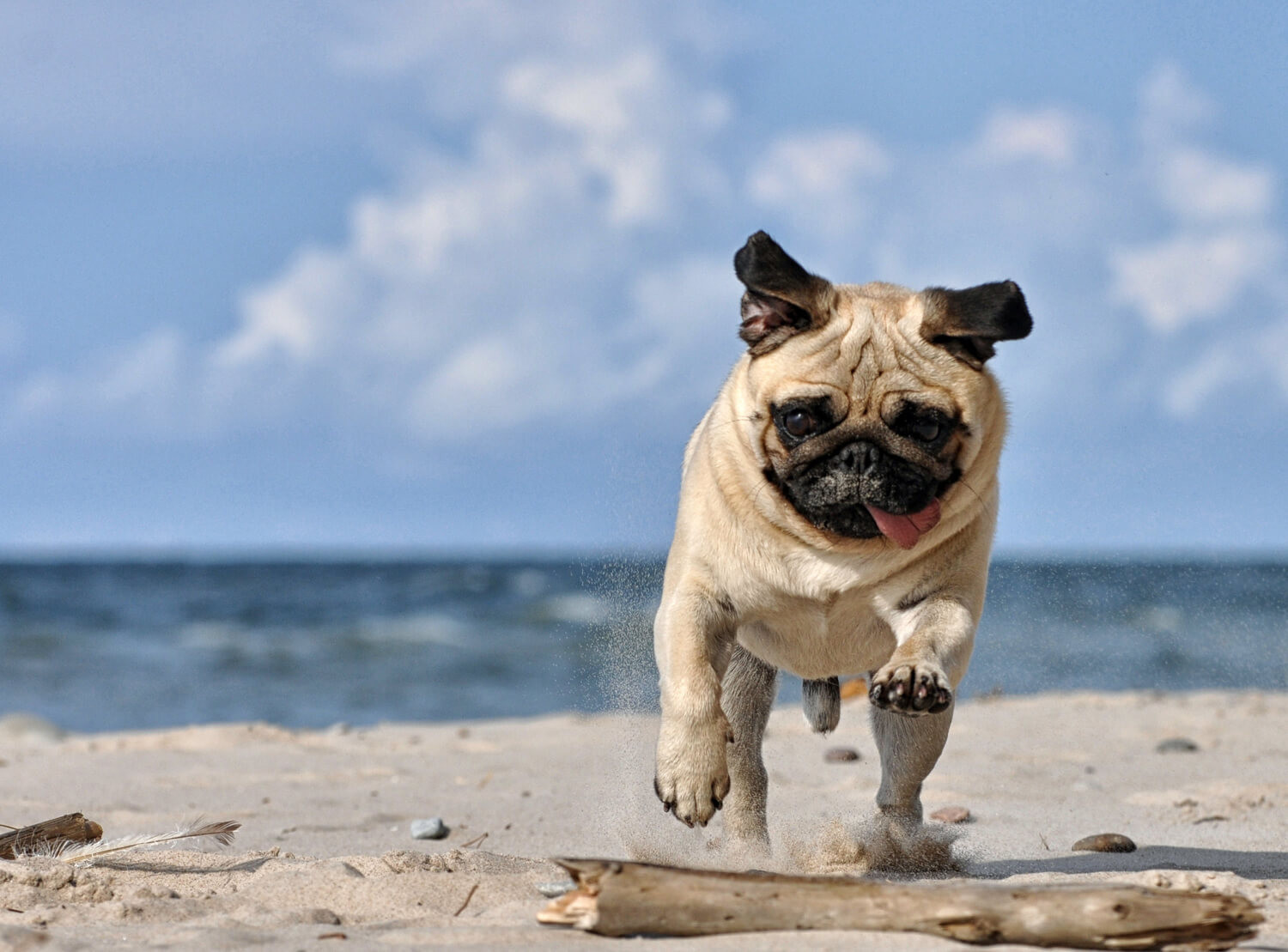 carlino 11 motivi per cui è speciale