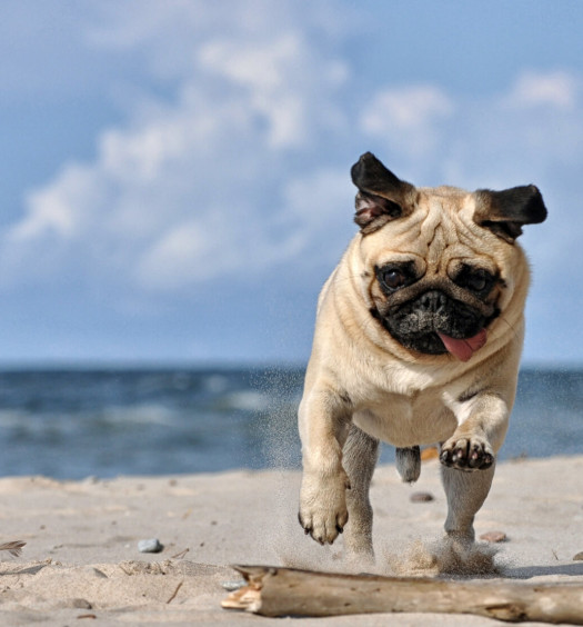 carlino 11 motivi per cui è speciale