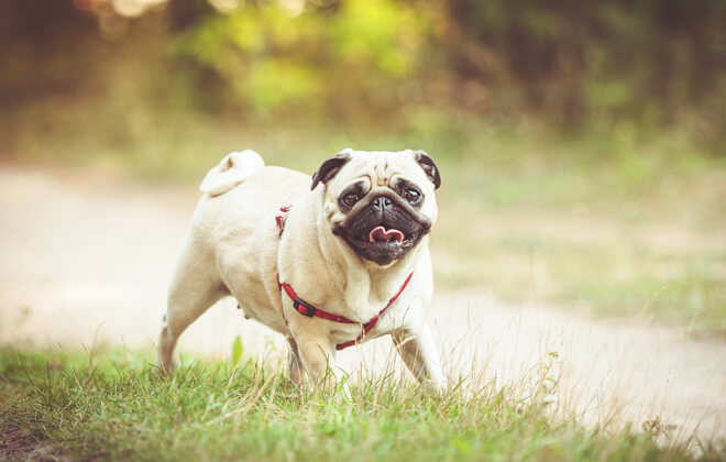 carlino carattere e corporatura