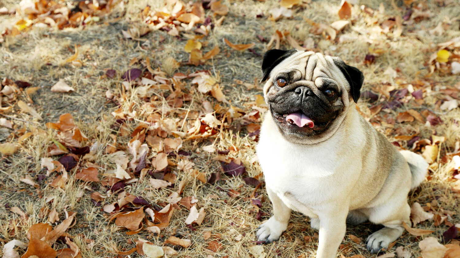 carlino carattere e standard