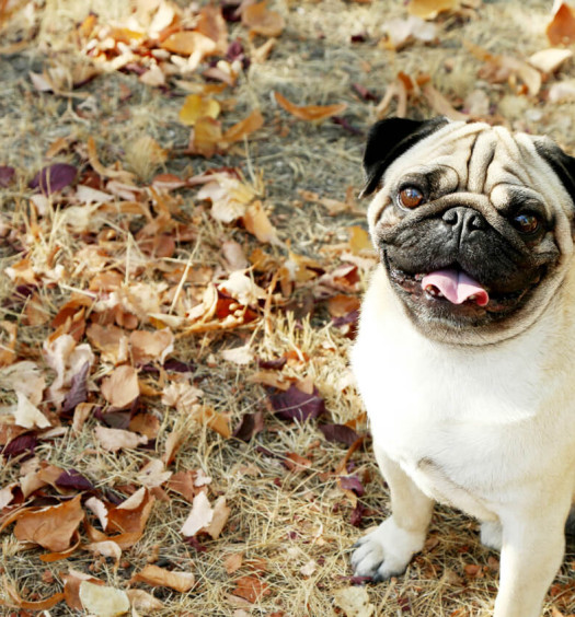 carlino carattere e standard