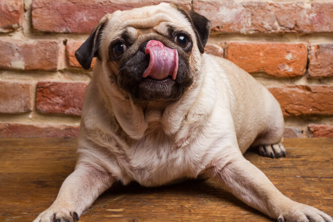 carlino posa pavimento