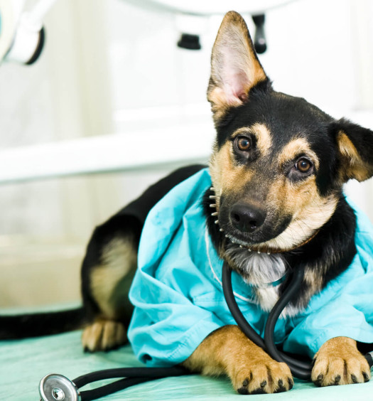 castrazione del cane