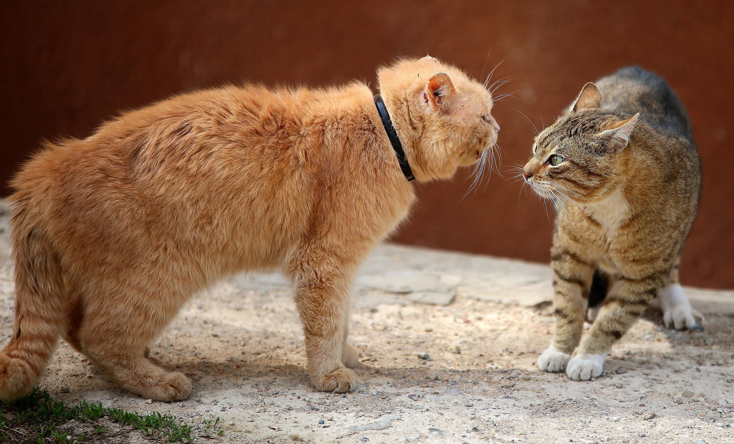 Castrazione del gatto