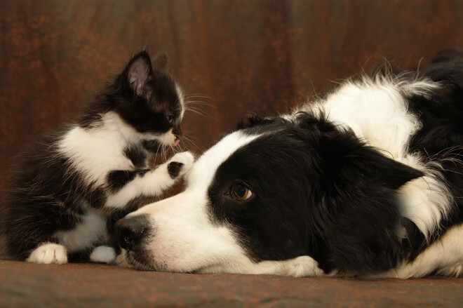 gattino e cane adulto