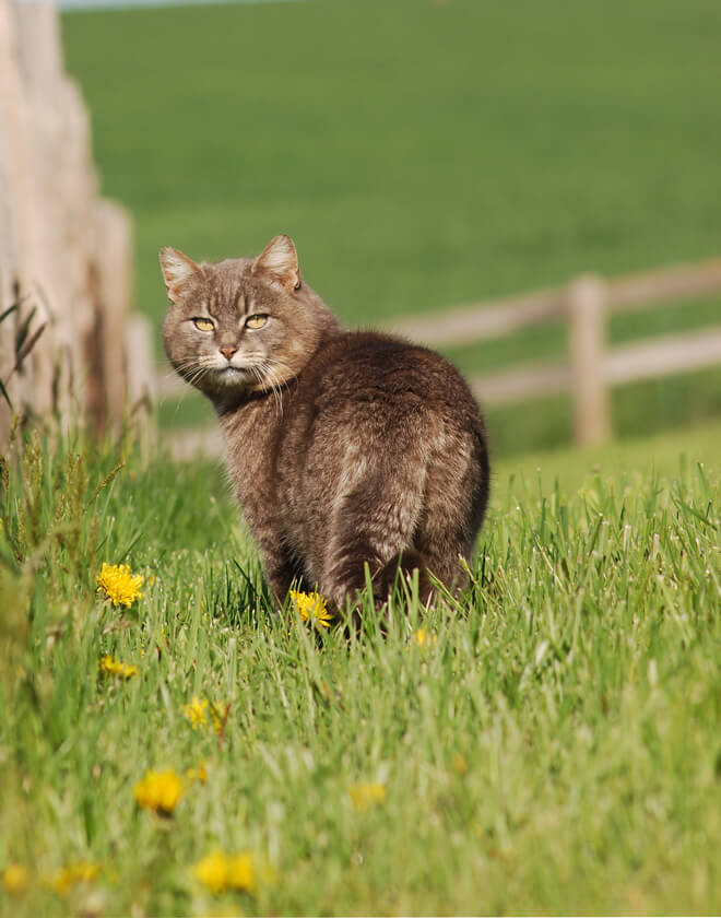 comportamento dei gatti perché non rientra a casa 